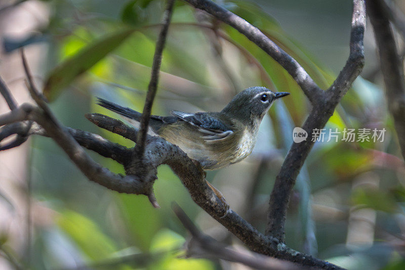 雌性黑喉蓝莺，(Setophaga caerulrscens)， Bijairita azul de garganta negra，雌性蓝莺。